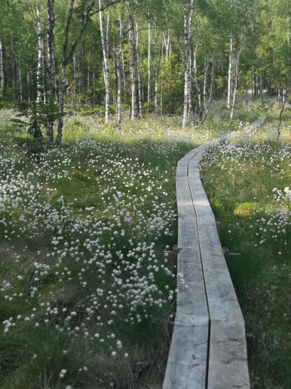 Stuga i Nässjö med 4 bäddar #28714 – bild 15 av 21