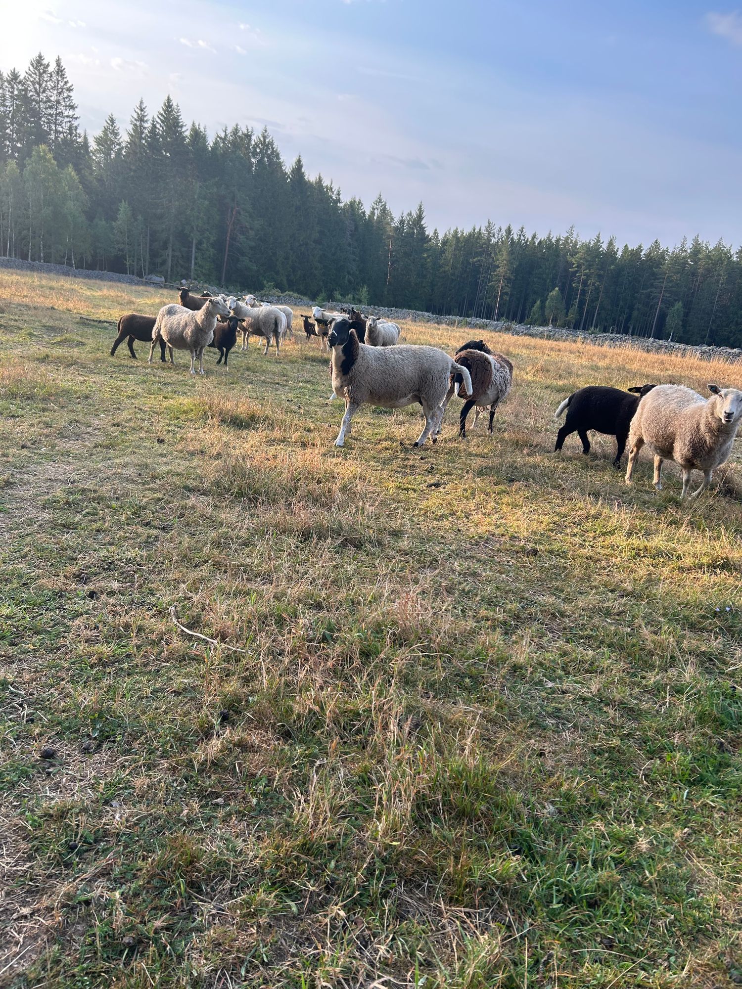 Liten gård – bild 14 av 18